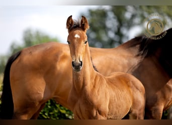 KWPN, Stallion, Foal (05/2024), Brown