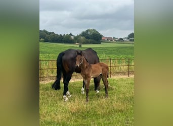 KWPN, Stallion, Foal (06/2025), Brown