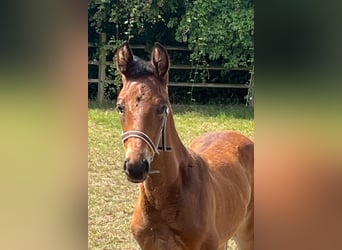 KWPN, Stallion, Foal (06/2025), Brown