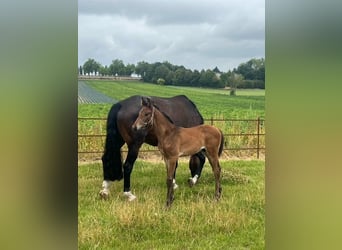KWPN, Stallion, Foal (06/2025), Brown