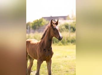 KWPN, Stallion, , Brown