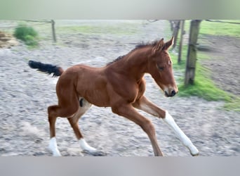 KWPN, Stallion, , Brown