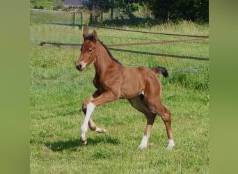 KWPN, Stallion, , Brown