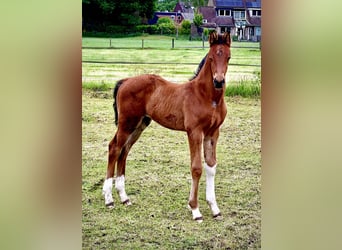 KWPN, Stallion, , Brown