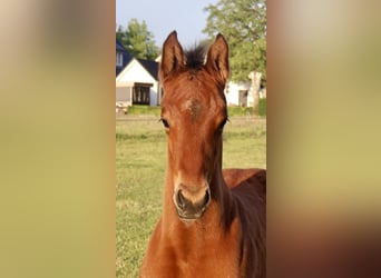KWPN, Stallion, , Brown