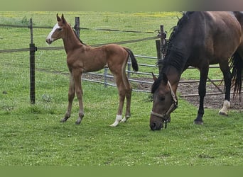 KWPN, Stallion, Foal (06/2026), Brown