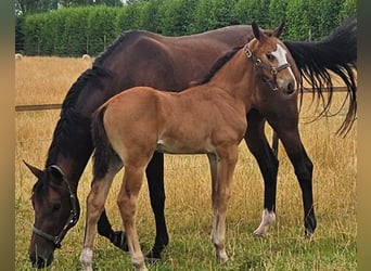 KWPN, Stallion, Foal (06/2026), Brown