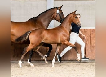 KWPN, Stallion, Foal (03/2026), Brown
