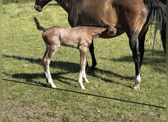 KWPN, Stallion, Foal (07/2025), Brown Falb mold