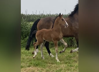 KWPN, Stallion, Foal (06/2024), Brown-Light