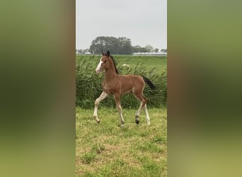 KWPN, Stallion, Foal (06/2024), Brown-Light