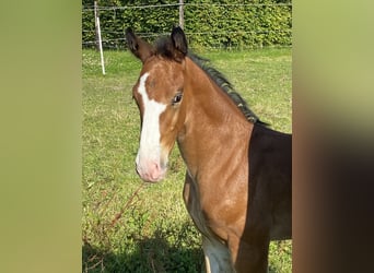 KWPN, Stallion, Foal (06/2024), Brown-Light