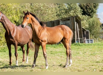 KWPN, Stallion, Foal (05/2024), Brown-Light