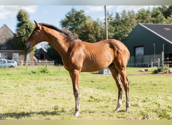 KWPN, Stallion, Foal (05/2024), Brown-Light