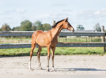 KWPN, Stallion, Foal (05/2024), Brown-Light