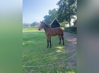 KWPN, Stallion, Foal (03/2024), Brown-Light