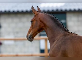 KWPN, Stallion, Foal (03/2026), Brown