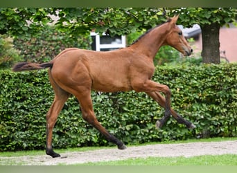 KWPN, Stallion, Foal (04/2025), Brown