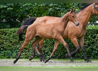 KWPN, Stallion, Foal (04/2025), Brown