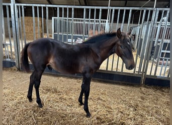 KWPN, Stallion, Foal (04/2025), Brown