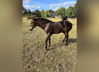 KWPN, Stallion, Foal (04/2025), Brown