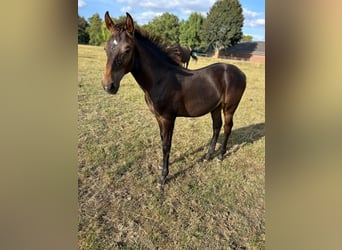 KWPN, Stallion, Foal (04/2025), Brown