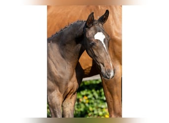 KWPN, Stallion, Foal (05/2026), Brown