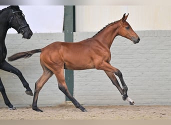 KWPN, Stallion, Foal (04/2026), Brown