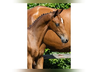 KWPN, Stallion, Foal (05/2026), Brown