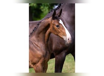 KWPN, Stallion, Foal (05/2025), Brown