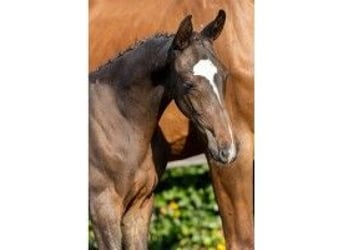 KWPN, Stallion, Foal (05/2026), Brown