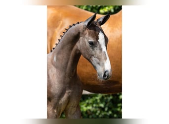 KWPN, Stallion, Foal (05/2026), Brown