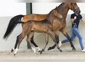 KWPN, Stallion, Foal (05/2025), Brown