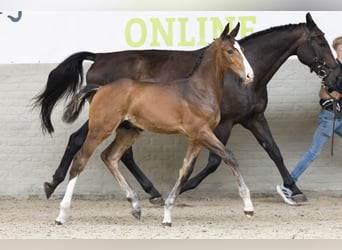 KWPN, Stallion, Foal (05/2025), Brown