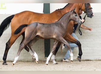 KWPN, Stallion, Foal (05/2026), Brown