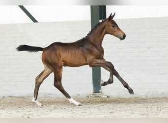 KWPN, Stallion, Foal (05/2025), Brown