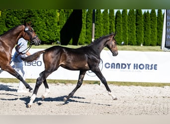 KWPN, Stallion, Foal (04/2026), Brown