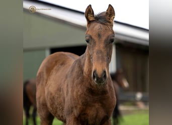 KWPN, Stallion, Foal (06/2023), Brown