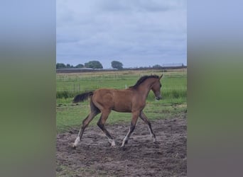 KWPN, Stallion, Foal (04/2025), Brown