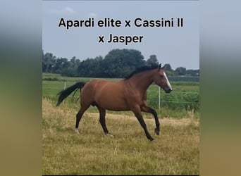 KWPN, Stallion, Foal (04/2025), Brown