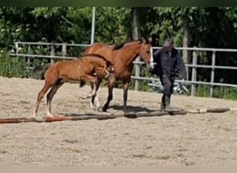 KWPN, Stallion, Foal (04/2025), Brown