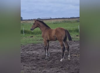 KWPN, Stallion, Foal (04/2025), Brown