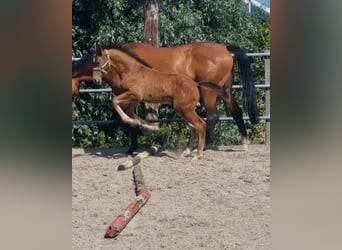 KWPN, Stallion, Foal (04/2025), Brown