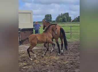 KWPN, Stallion, Foal (04/2025), Brown