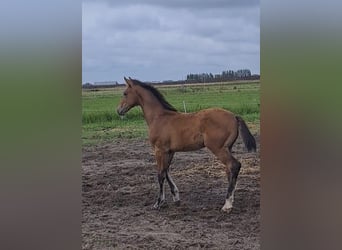 KWPN, Stallion, Foal (04/2025), Brown