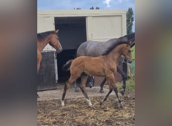 KWPN, Stallion, Foal (04/2025), Brown