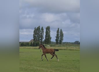 KWPN, Stallion, Foal (04/2025), Brown