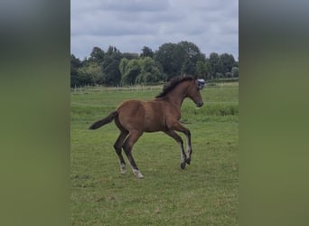 KWPN, Stallion, Foal (04/2025), Brown
