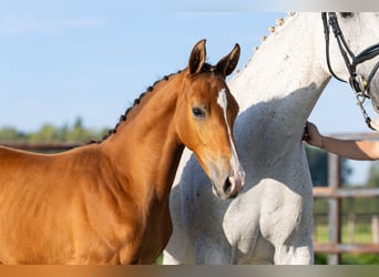 KWPN, Stallion, Foal (06/2026), Brown