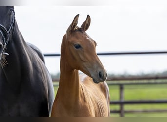 KWPN, Stallion, Foal (04/2025), Brown